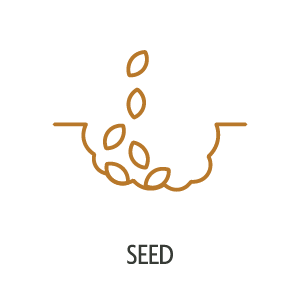 Seed
